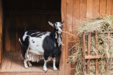 Siyah-beyaz keçi çiğneme saman