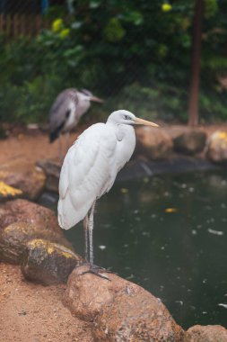 Beyaz balıkçıl esaret altında büyük