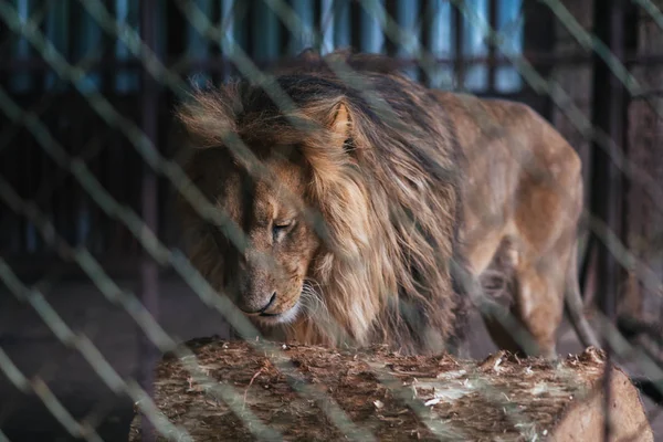 Лев в плену, за решеткой — стоковое фото