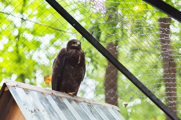 Steppenadler in Gefangenschaft auf dem Dach. — Stockfoto