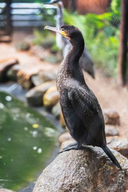 Tutsak büyük karabatak
