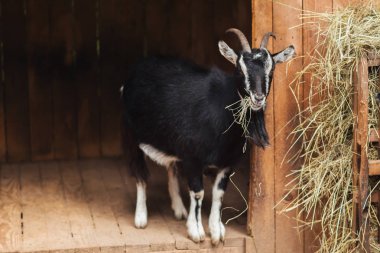 Bir kalemin saman içinde siyah ve beyaz keçi.