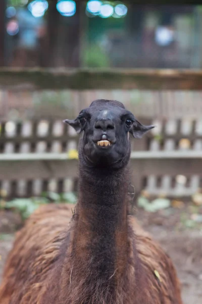 Lama com dentes salientes — Fotografia de Stock