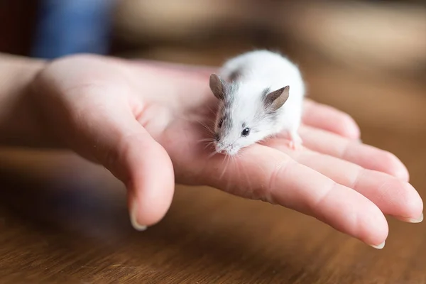 Decoratieve muis aan kant — Stockfoto