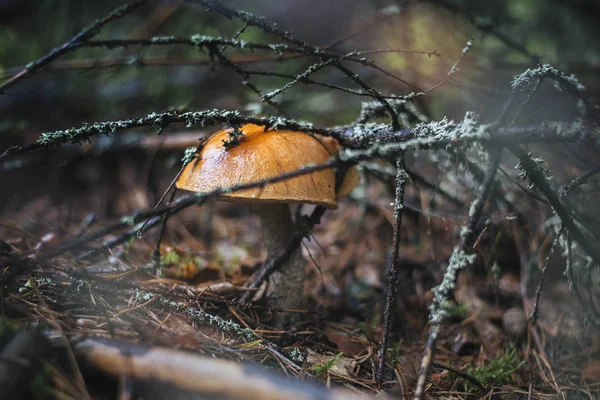 Champignons forestiers à l'automne — Photo