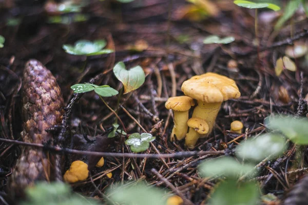 Mushrooms, chanterelles in the woods — Stock Photo, Image
