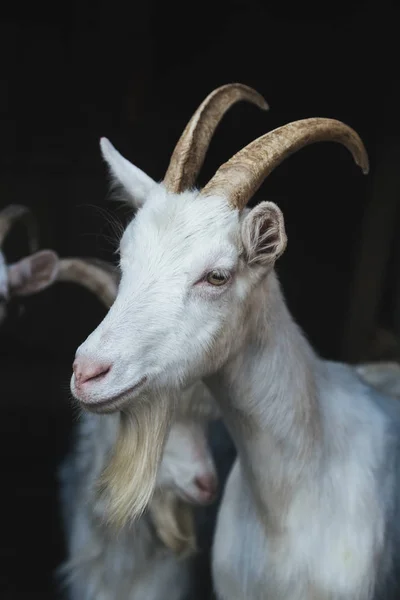 White goat on a dark background — Stock Photo, Image