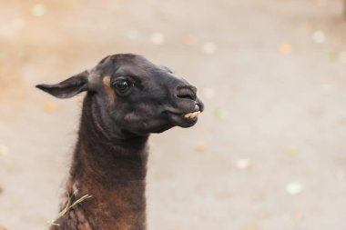 Diş çıkıntılı lama