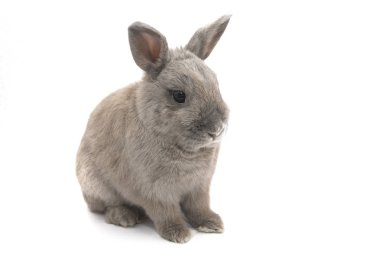 Güzel gri beyaz arka plan üzerinde oturan Bunny izole