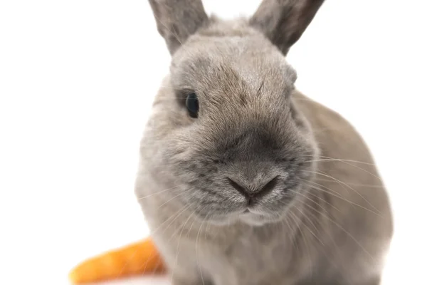 Portret van een schattig konijn grijs met wortel geïsoleerd op witte achtergrond — Stockfoto