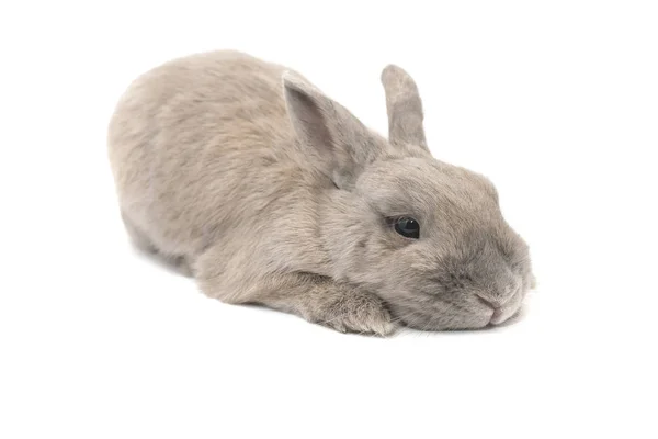 Het konijn is triest en schattige ligt geïsoleerd op witte achtergrond — Stockfoto