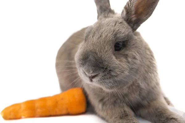 Ładny królik szary leży i patrzy na marchew na białym tle — Zdjęcie stockowe
