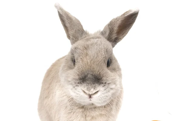 Portret van een schattig konijn grijs met gespreide oren geïsoleerd op witte achtergrond — Stockfoto