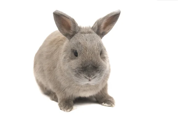 Prachtige konijn grijs met gespreide oren geïsoleerd op witte achtergrond — Stockfoto