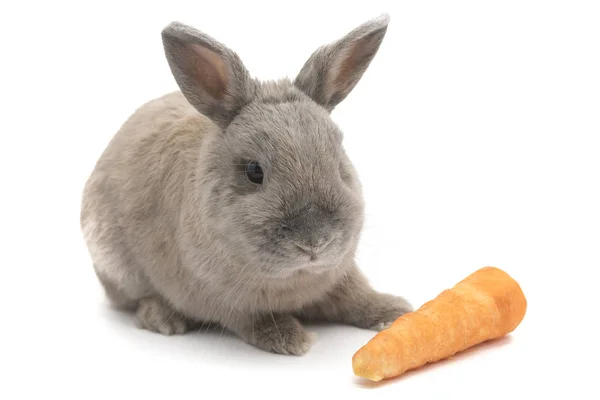 Lindo conejo gris se sienta frente a una zanahoria aislada sobre fondo blanco — Foto de Stock