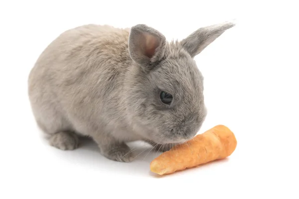 Lindo conejo gris sentado y oliendo las zanahorias aisladas sobre fondo blanco — Foto de Stock