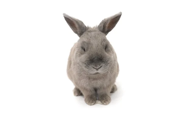 Mooi grijs konijn zit en knippert geïsoleerd op witte achtergrond — Stockfoto