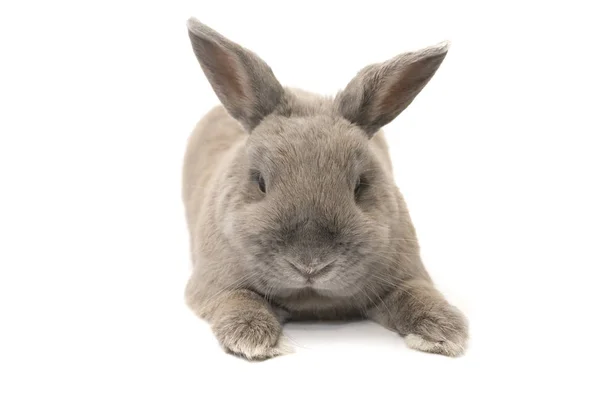 Decoratieve konijn grijs grappig en schattig squints geïsoleerd op witte achtergrond — Stockfoto