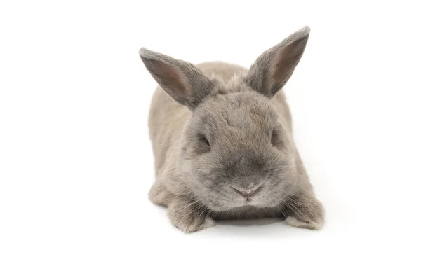 Szary królik ozdobny leży i miga na białym tle na białym tle — Zdjęcie stockowe