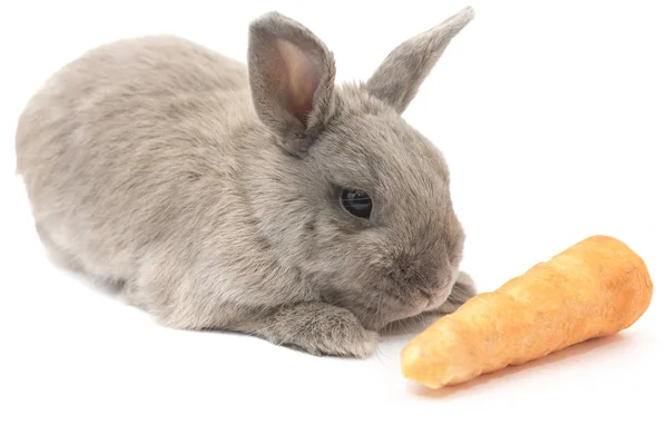 Cute coelho cinza encontra-se com cenoura isolada no fundo branco — Fotografia de Stock