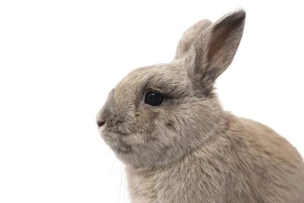 Üzgün tavşan gri beyaz arka plan üzerinde izole profil portresi — Stok fotoğraf