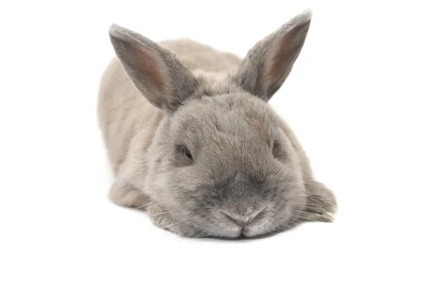 Dekorative Kaninchengrau Lügen und blinzelt isoliert auf weißem Hintergrund — Stockfoto