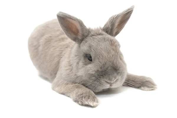 Rabbit decorative gray lies with splayed ears isolated on white background — Stock Photo, Image