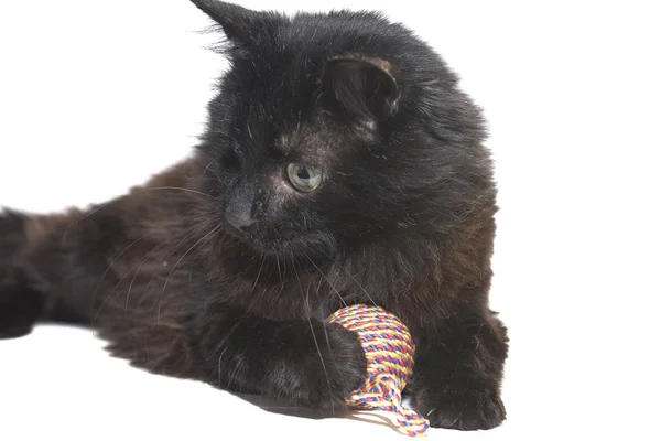 無効になって片目の黒猫は、白い背景で隔離のグッズ — ストック写真