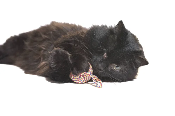 片目の黒猫、障害者は、白い背景で隔離おもちゃで遊ぶ — ストック写真