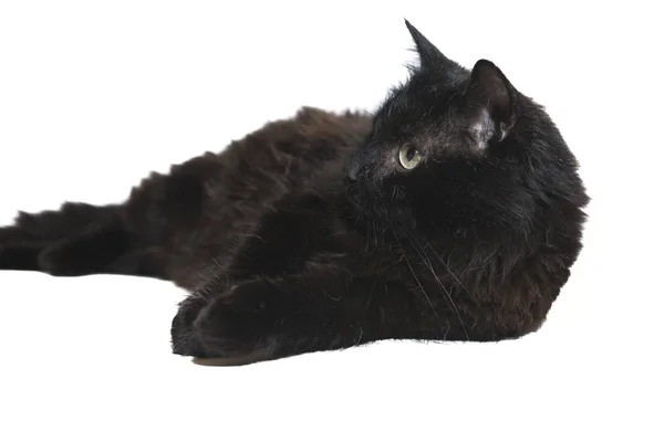 One-eyed black cat disabled lies insulated on white background — Stock Photo, Image