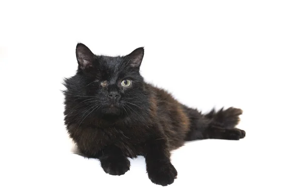 Un ojo negro gato discapacitado se encuentra aislado sobre fondo blanco —  Fotos de Stock