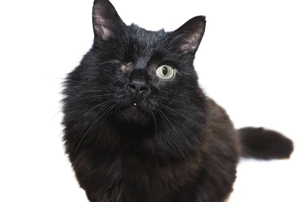 片目の黒猫の肖像画に分離の白い背景を無効に — ストック写真