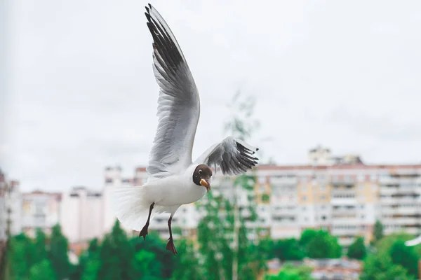 Bílý racek v letu, s chlebem v zobáku — Stock fotografie