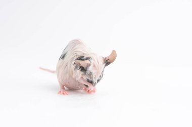 Yıkanmış, hafif bir arka plan üzerinde ıslak dekoratif fare