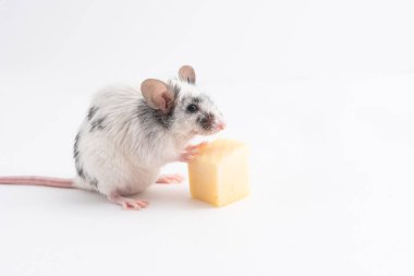 Peynir bacaklar, hafif bir arka plan üzerinde tutarak dekoratif sevimli fare