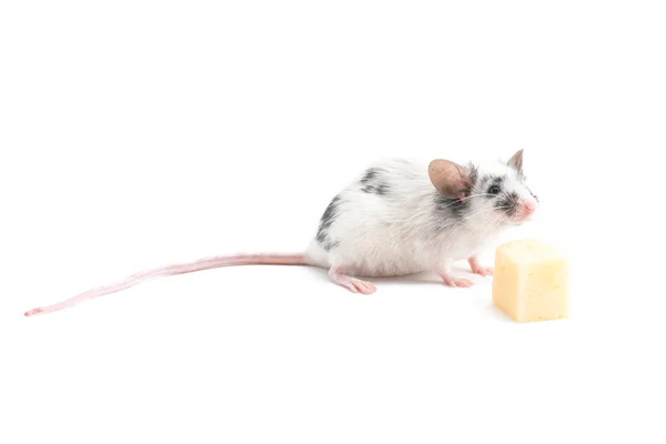 Decorativo carino mouse annusare formaggio su uno sfondo leggero — Foto Stock