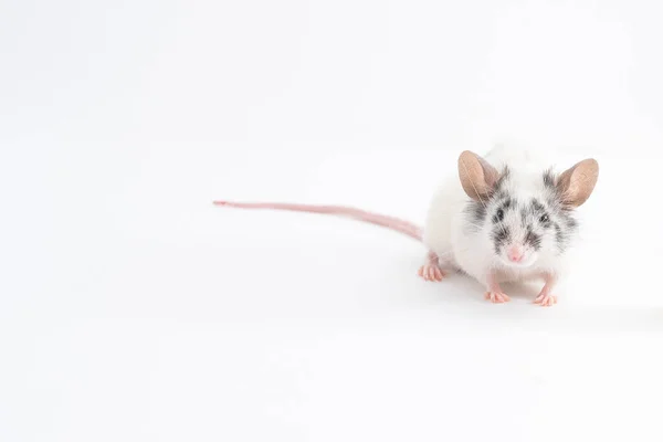 Портрет милой декоративной мыши, на светлом фоне — стоковое фото