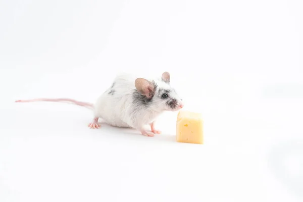 Декоративная мышь нюхает сыр на светлом фоне — стоковое фото