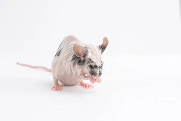 Wet decorative mouse washed, on a light background — Stock Photo, Image