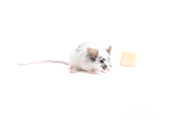 Ratón lindo decorativo se sienta cerca del queso, sobre un fondo claro — Foto de Stock
