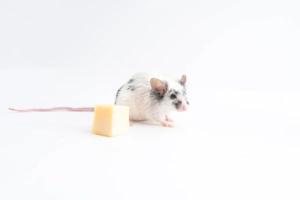 Dekorativa söta musen sitter nära osten, på en ljus bakgrund — Stockfoto
