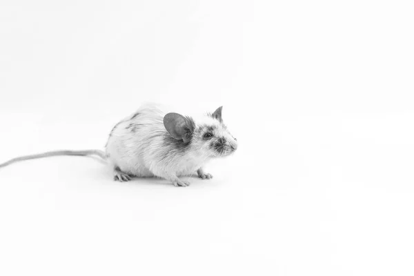 Декоративная милая мышь, на светлом фоне — стоковое фото