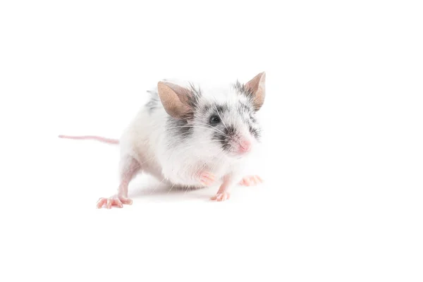 Portret ładny myszy ozdobny, na jasnym tle — Zdjęcie stockowe