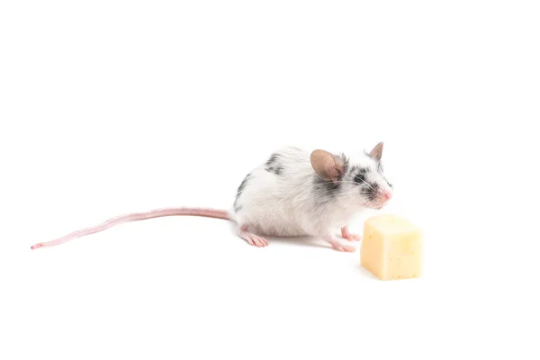 Decorativo bonito rato cheirar queijo em um fundo leve — Fotografia de Stock
