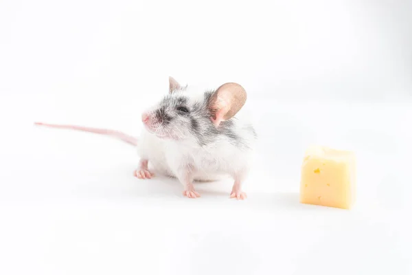 Decoratieve schattige muis afgewend van de kaas, op een lichte achtergrond — Stockfoto