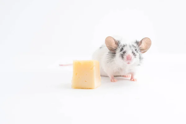 Decoratieve schattige muis zit in de buurt van de kaas, op een lichte achtergrond — Stockfoto