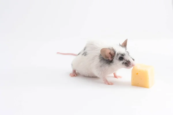 Decoratieve schattige muis snuiven kaas op een lichte achtergrond — Stockfoto