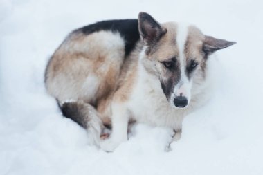 Üzücü bir sokak köpeği karda yalan söylüyor