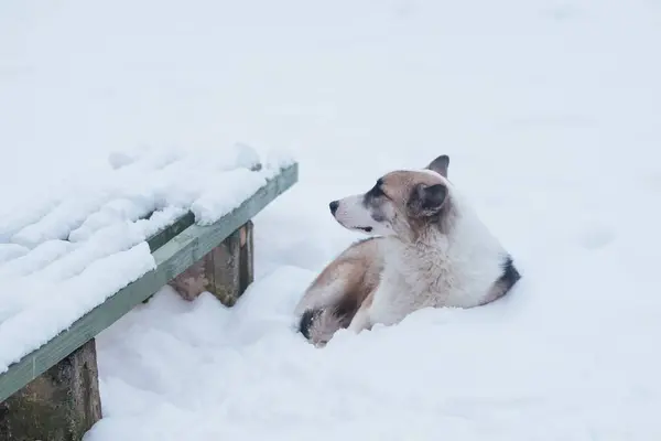 Sin hogar triste perro solitario que yace cerca del banco en la nieve — Foto de Stock