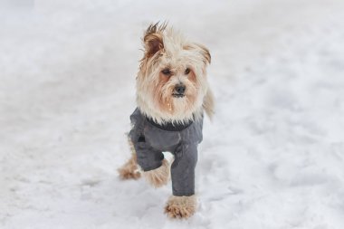 Karda elbiseli köpek